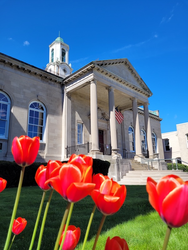 Red tulips blooming in front of Lockport Public Library