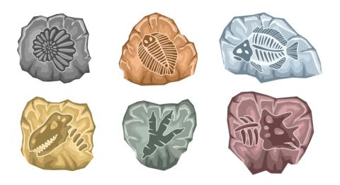 fossils