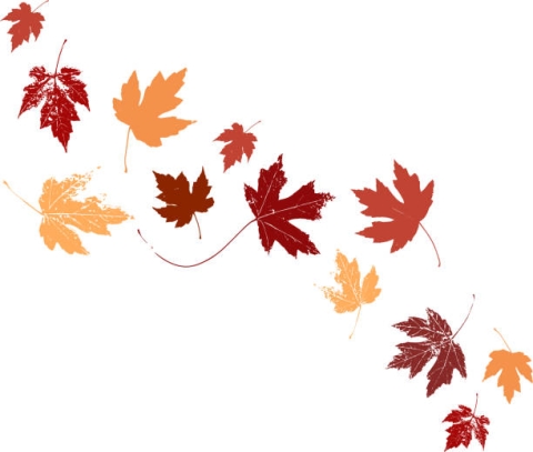 leaves